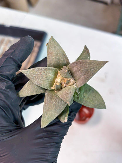 Retusus Furfuraceus (#8) | Very Rare Plant