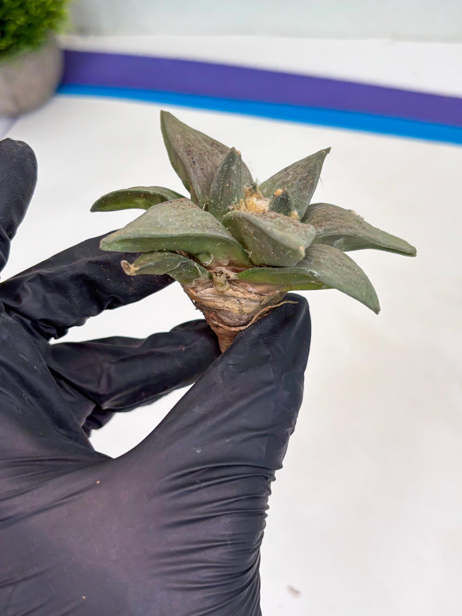 Retusus Furfuraceus (#8) | Very Rare Plant