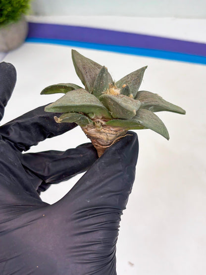 Retusus Furfuraceus (#8) | Very Rare Plant