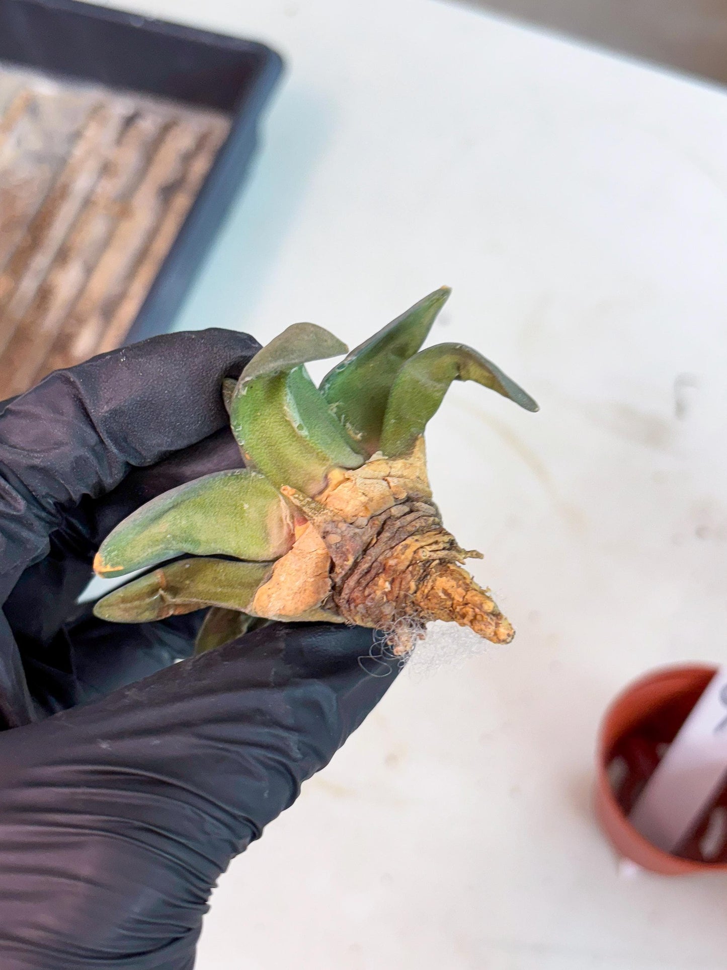 Retusus Furfuraceus (#9) | Very Rare Plant