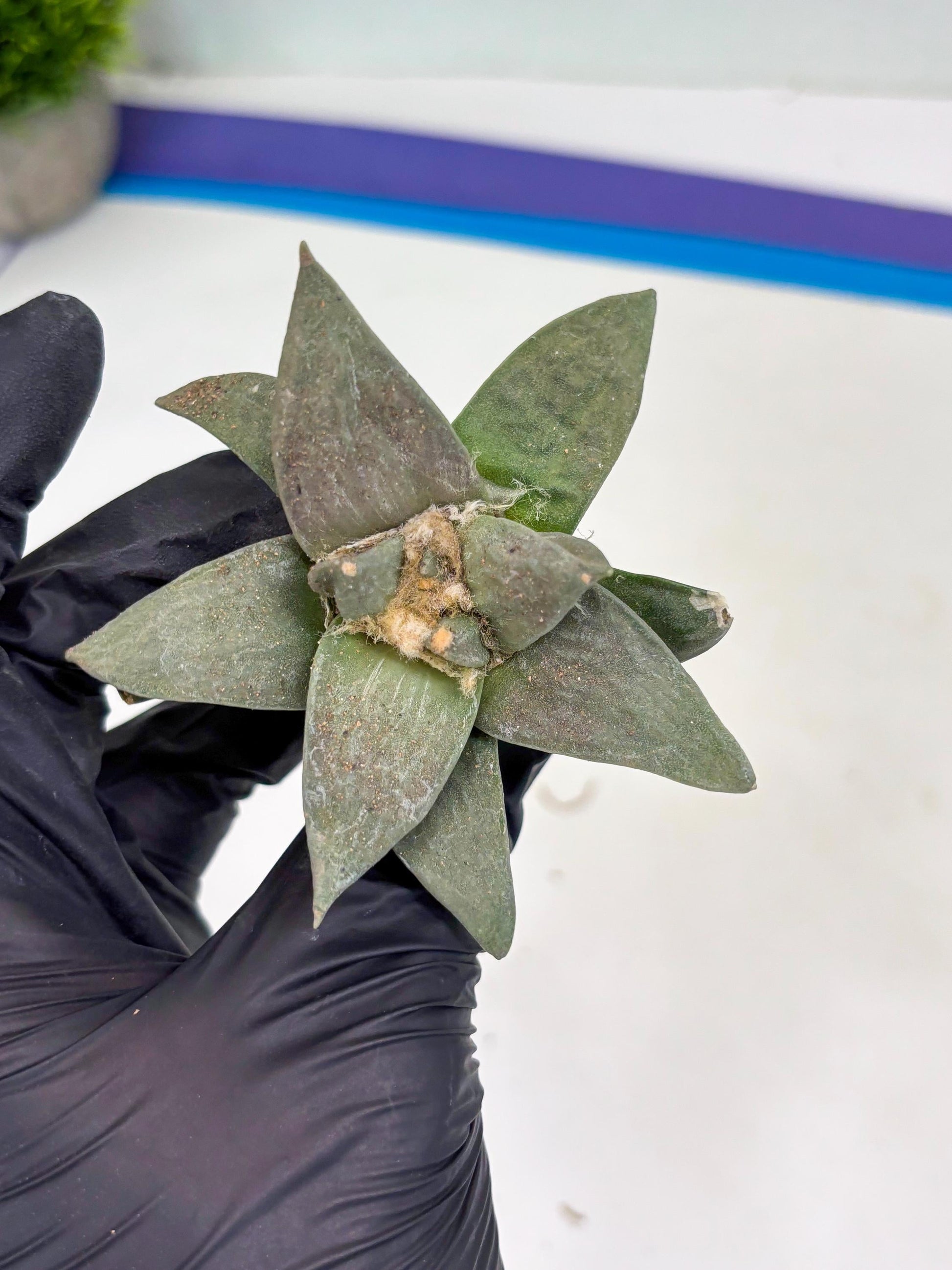 Retusus Furfuraceus (#8) | Very Rare Plant