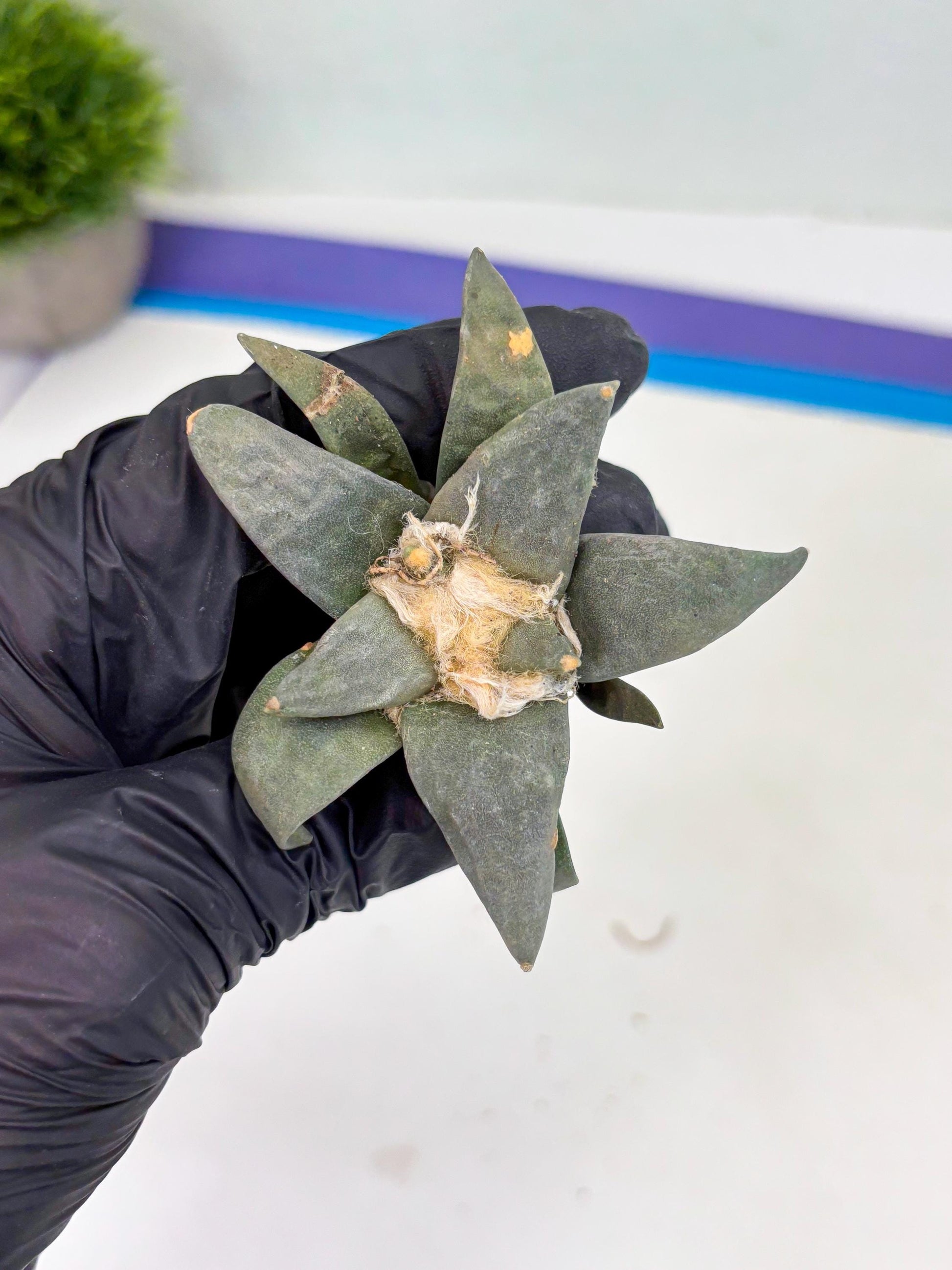 Retusus Furfuraceus (#9) | Very Rare Plant