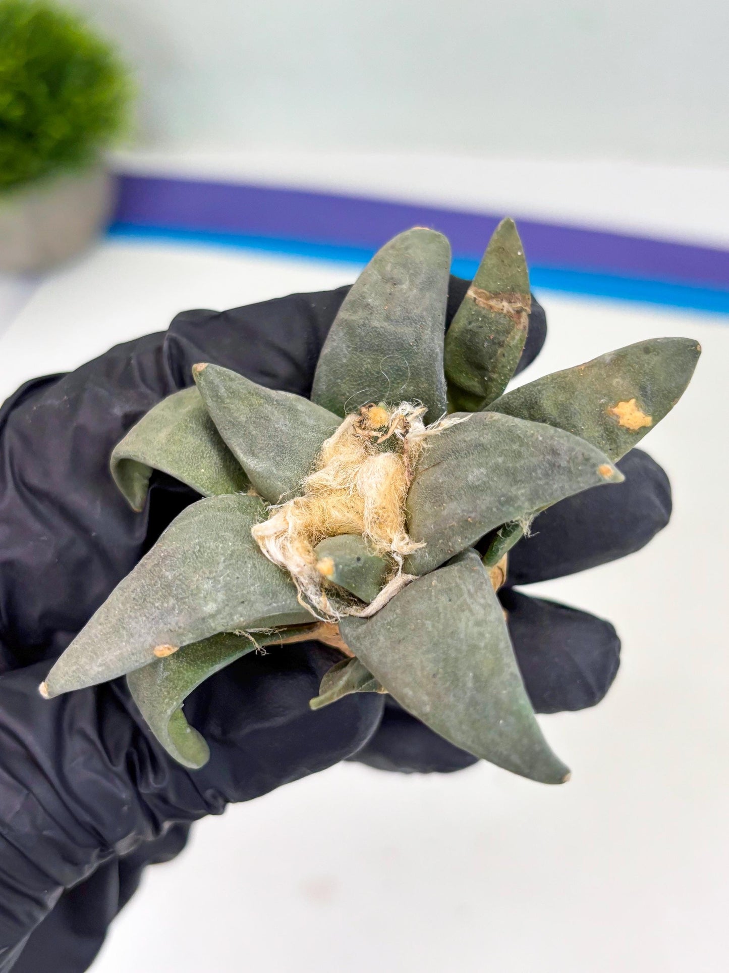 Retusus Furfuraceus (#9) | Very Rare Plant