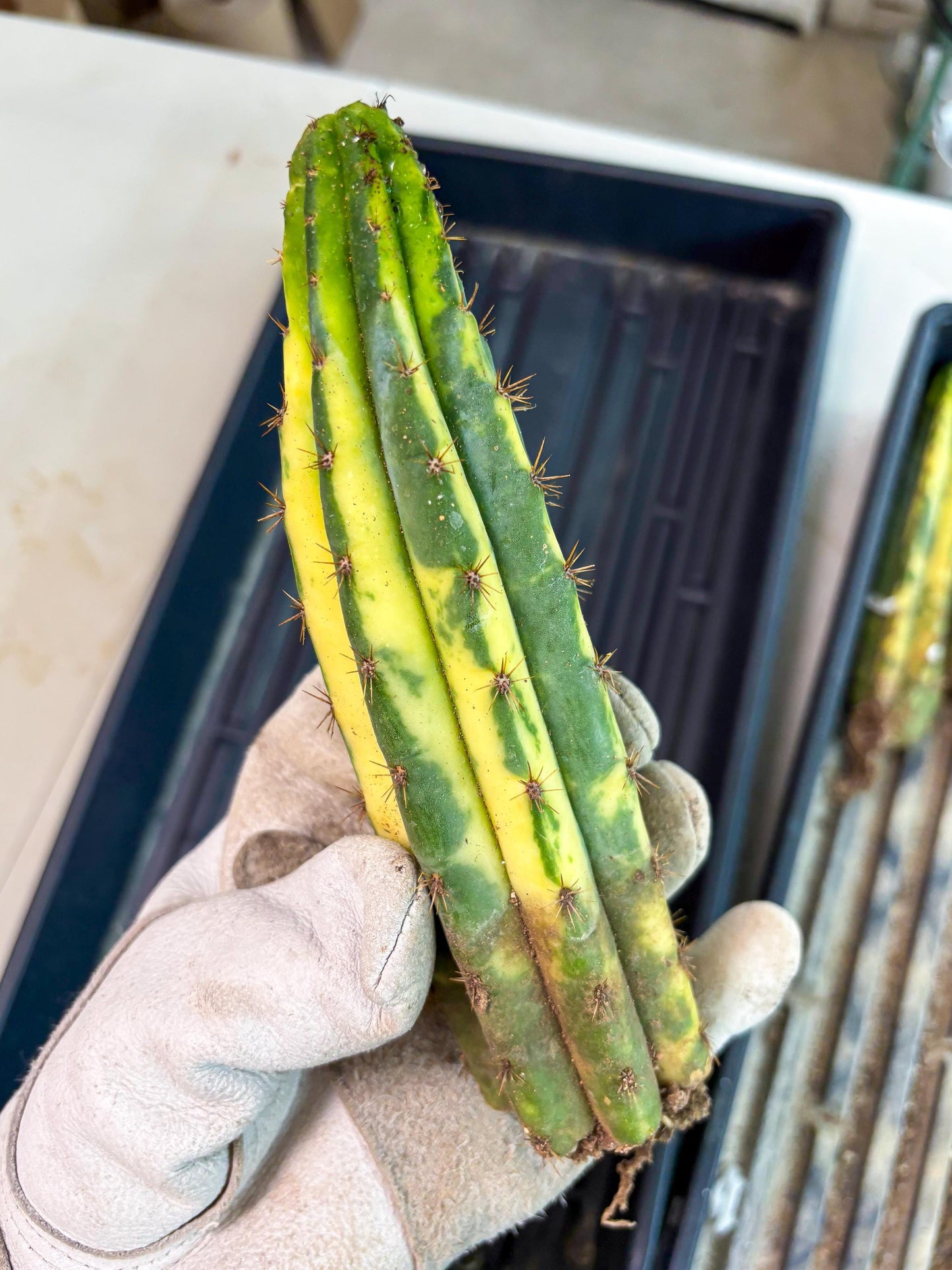 Cactus for Grafting Purposes (p) | Imported