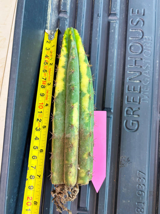 Cactus for Grafting Purposes (p) | Imported