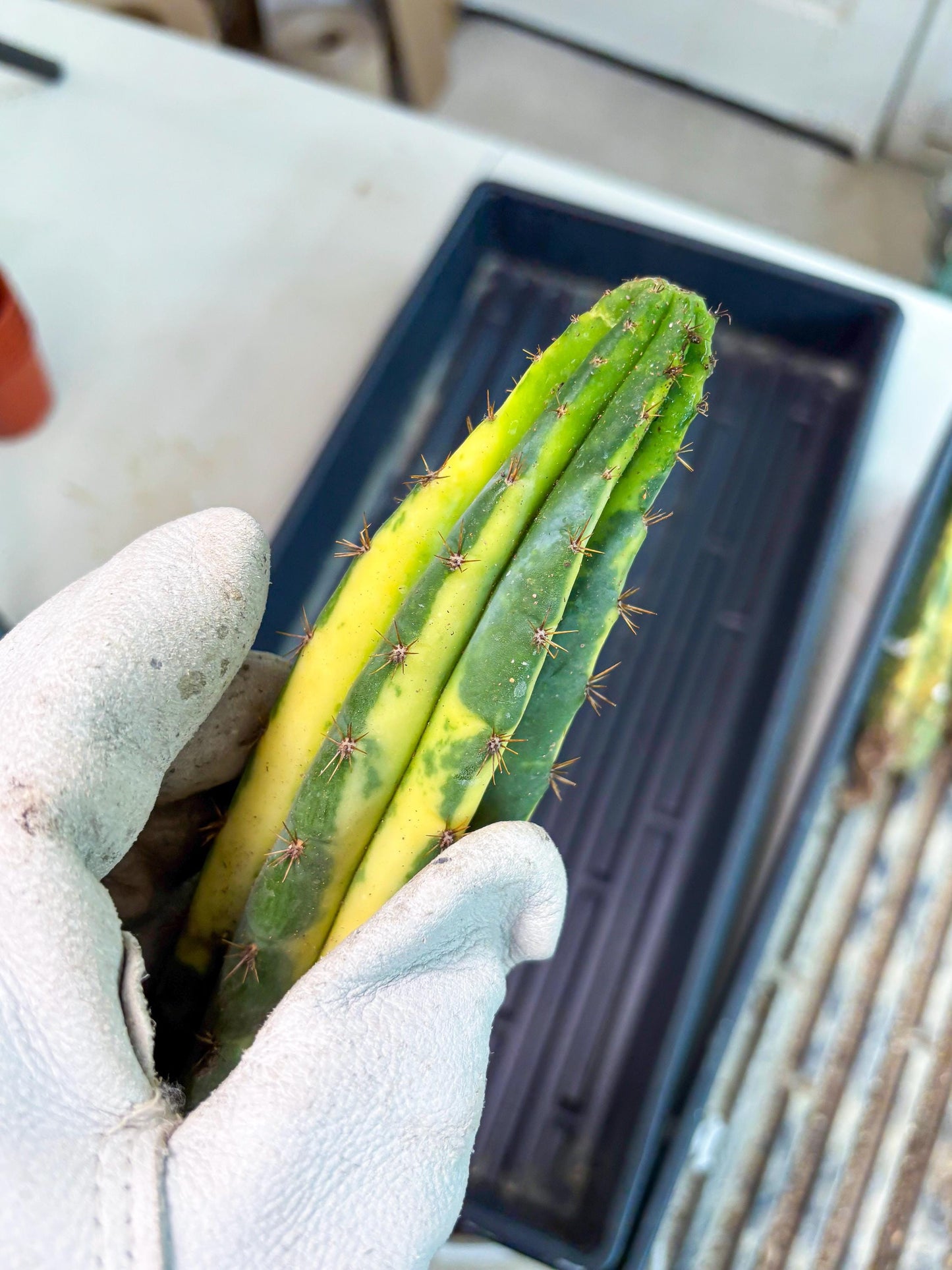 Cactus for Grafting Purposes (p) | Imported