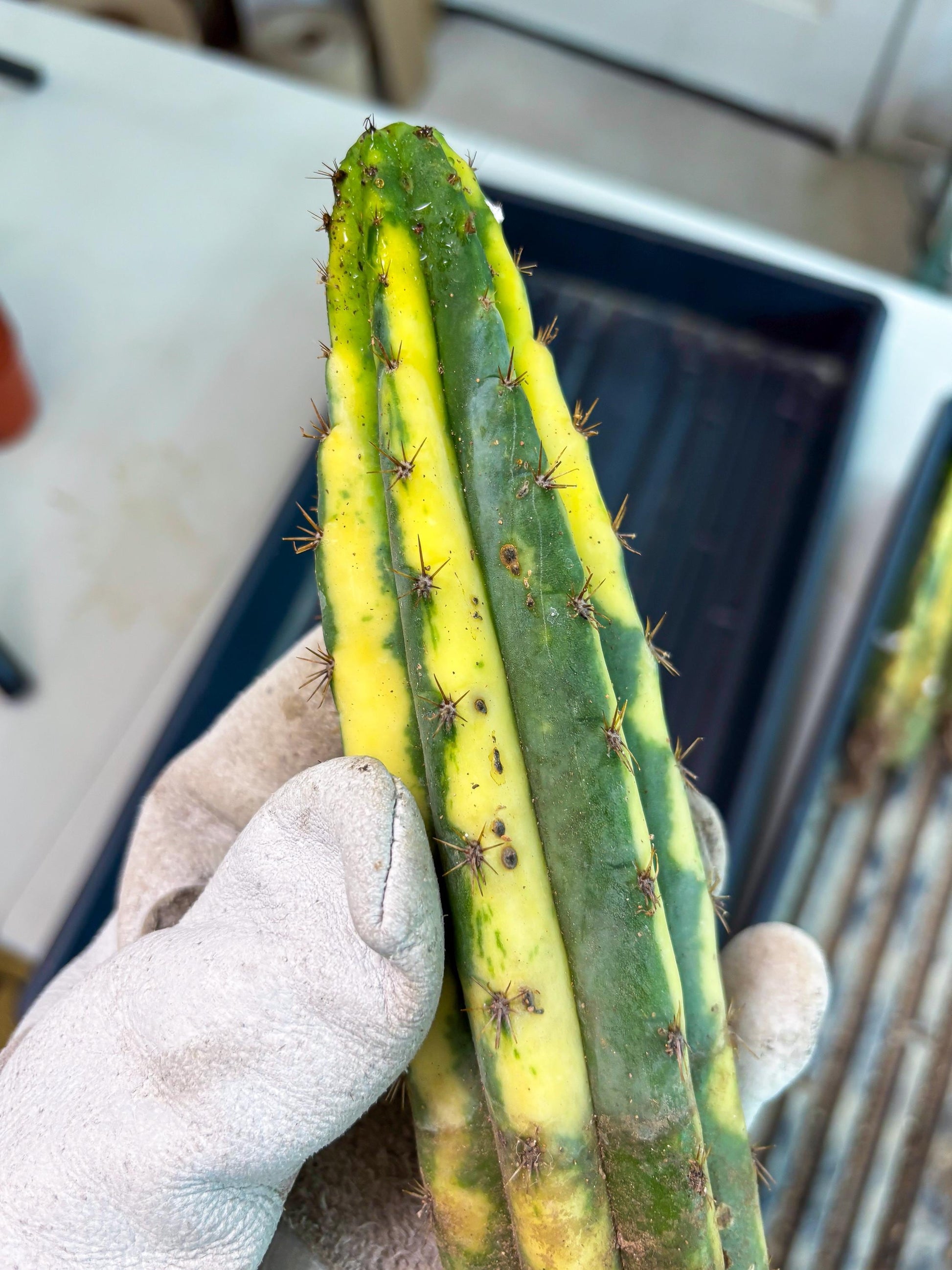 Cactus for Grafting Purposes (p) | Imported