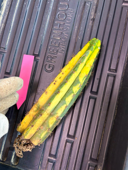 Cactus for Grafting Purposes (p) | Imported