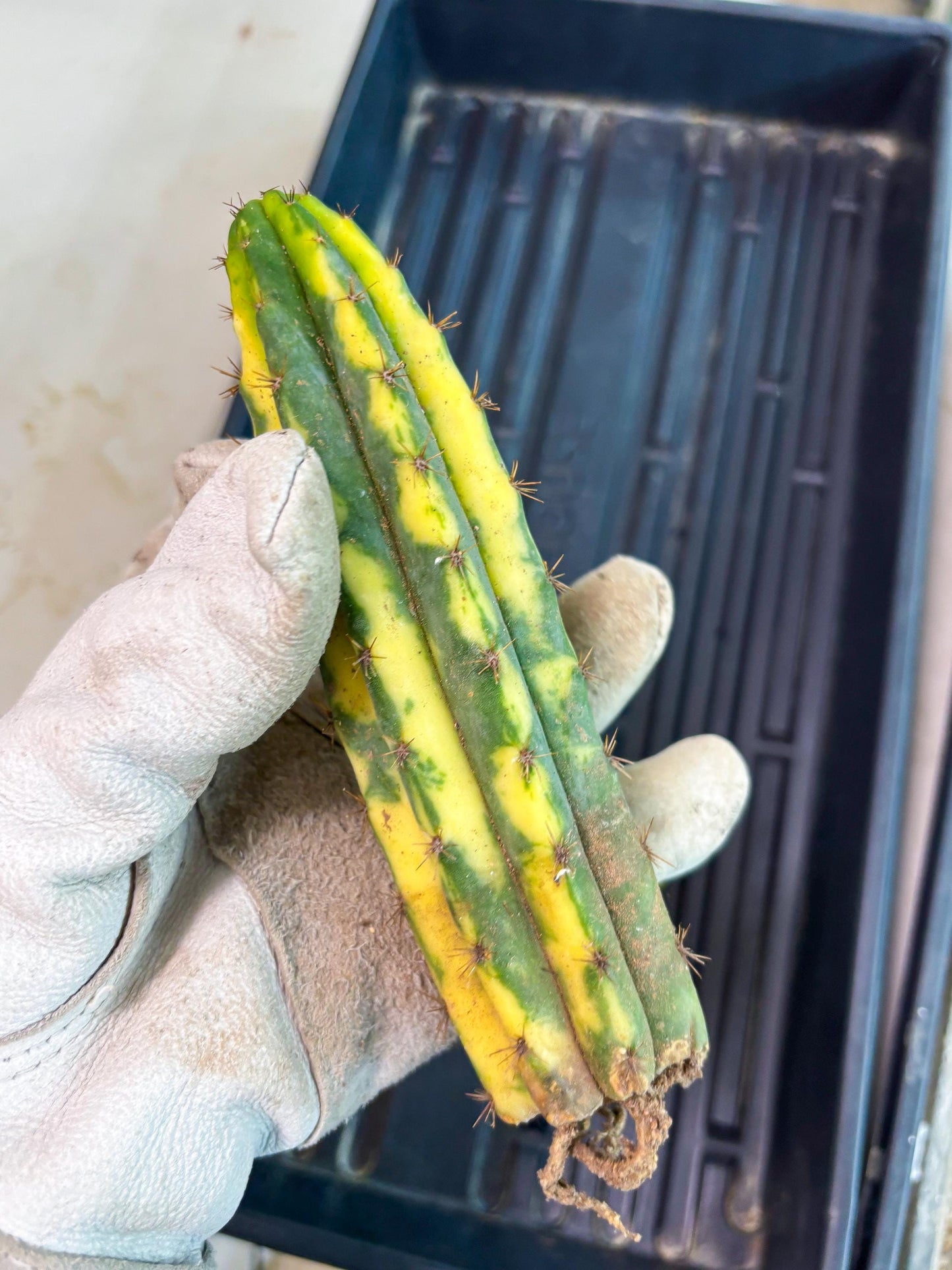 Cactus for Grafting Purposes (y) | Imported