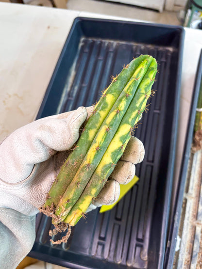 Cactus for Grafting Purposes (y) | Imported