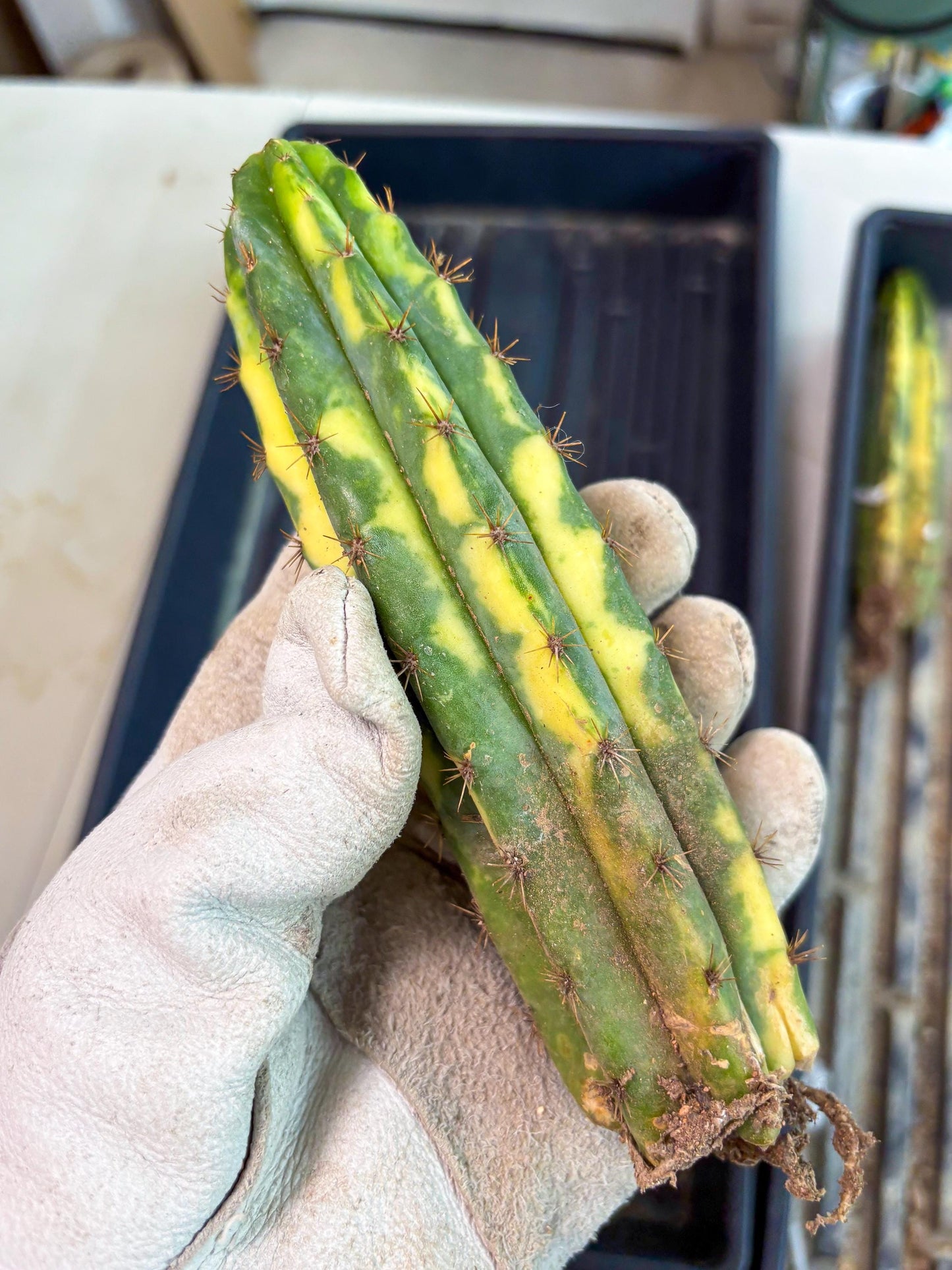 Cactus for Grafting Purposes (y) | Imported