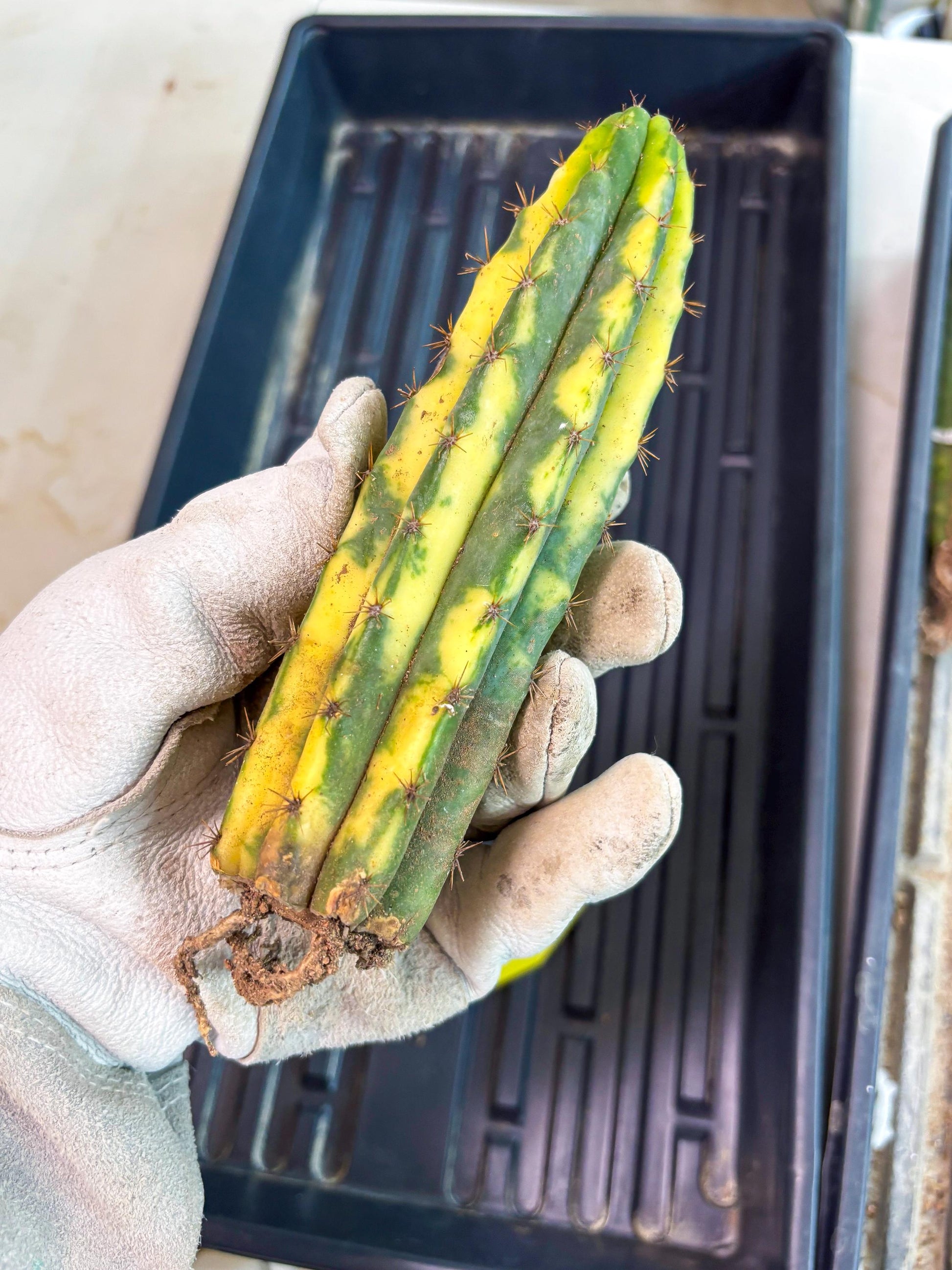 Cactus for Grafting Purposes (y) | Imported