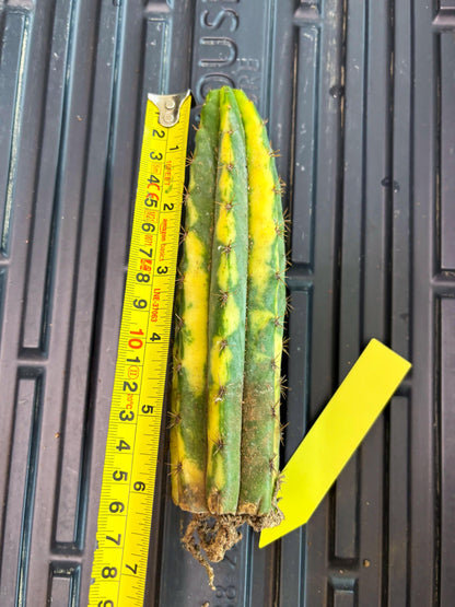 Cactus for Grafting Purposes (y) | Imported