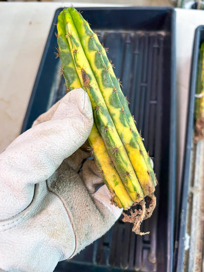 Cactus for Grafting Purposes (y) | Imported