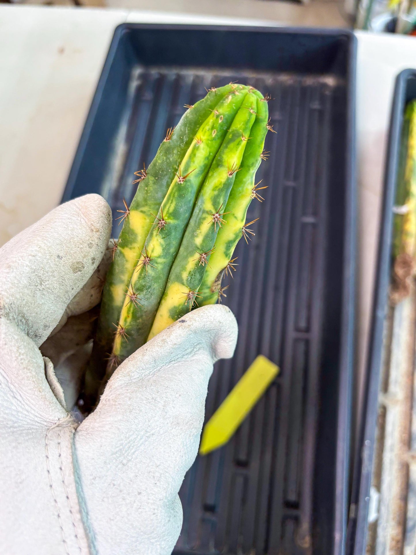 Cactus for Grafting Purposes (y) | Imported