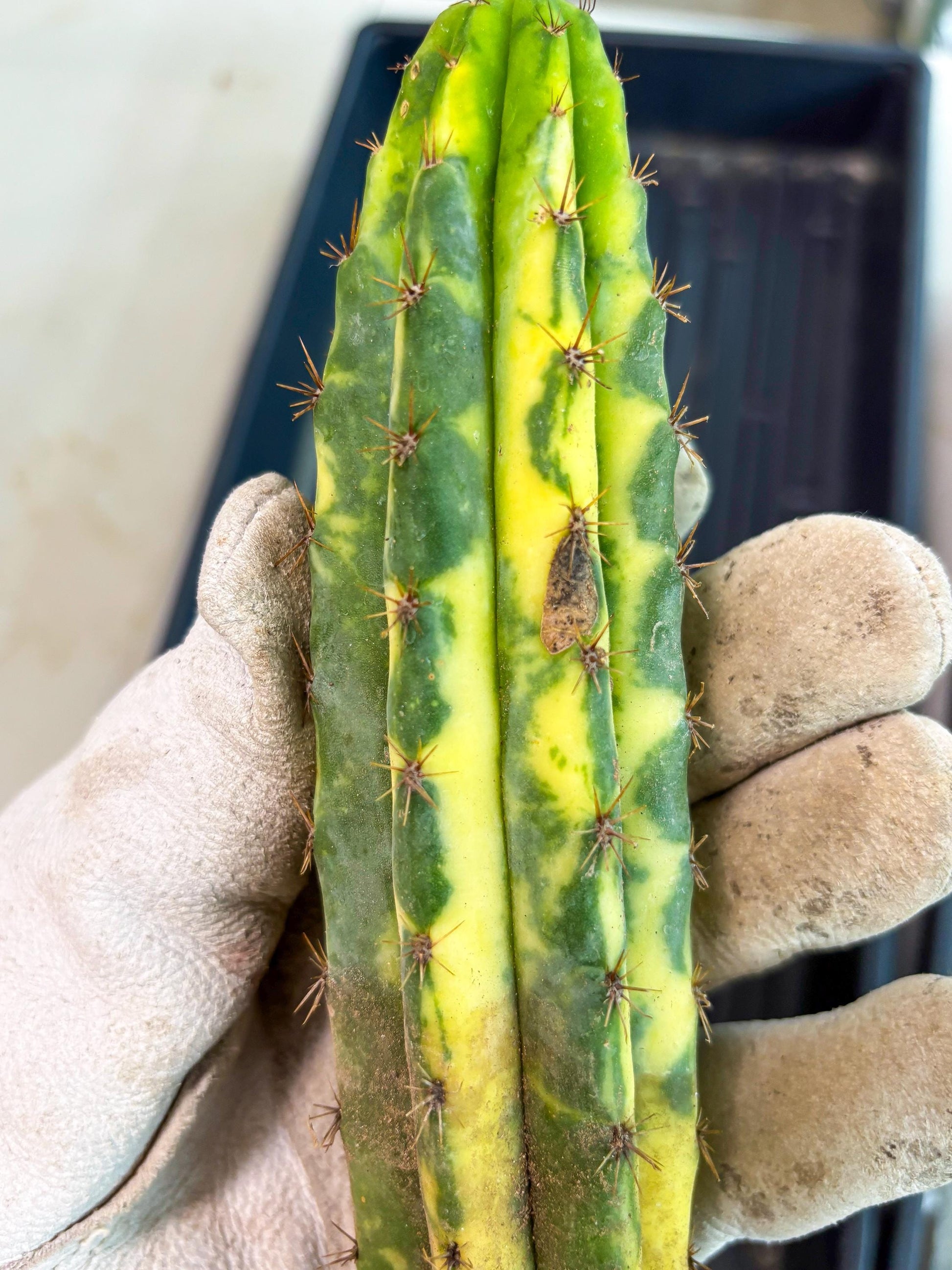 Cactus for Grafting Purposes (y) | Imported