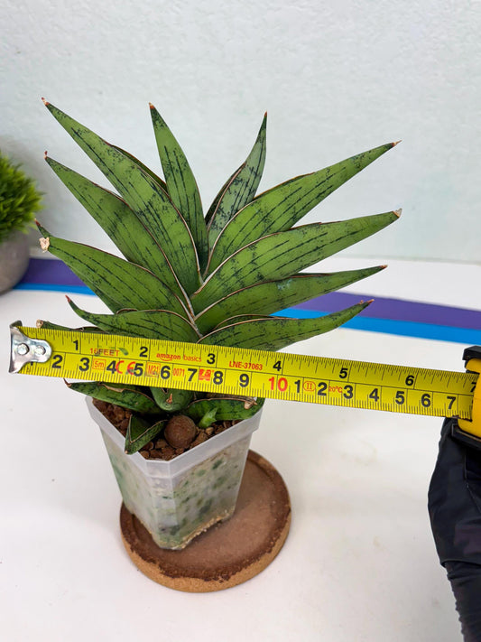 Sansevieria Nonlawee (g1) (4) | Imported Plant