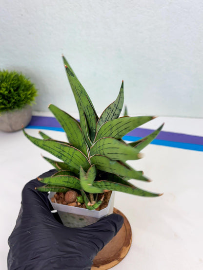 Sansevieria Nonlawee (g1) (4) | Imported Plant
