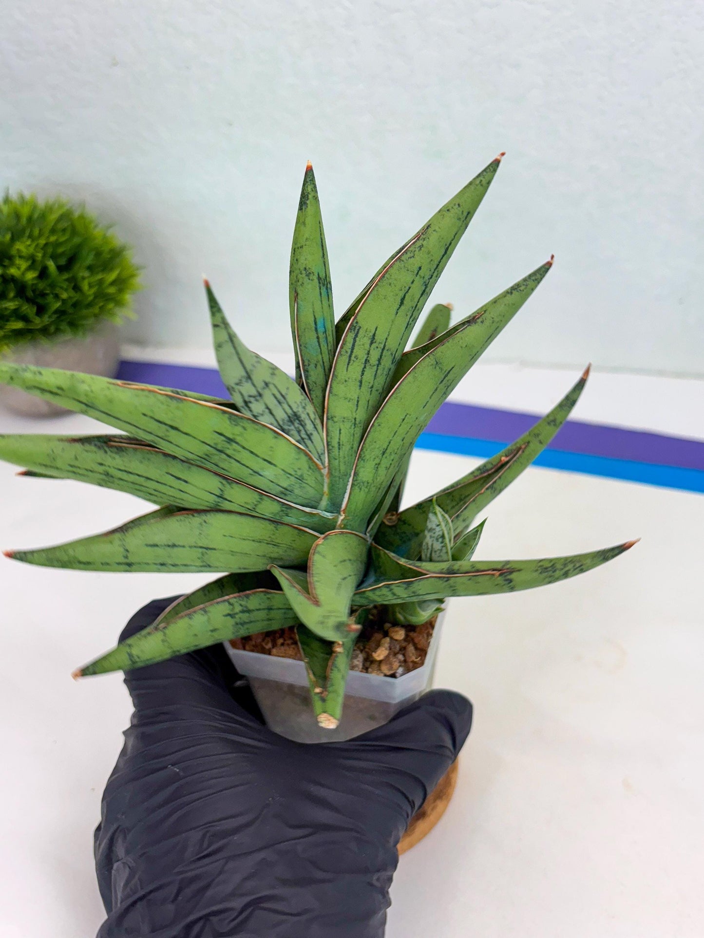 Sansevieria Nonlawee (g1) (4) | Imported Plant