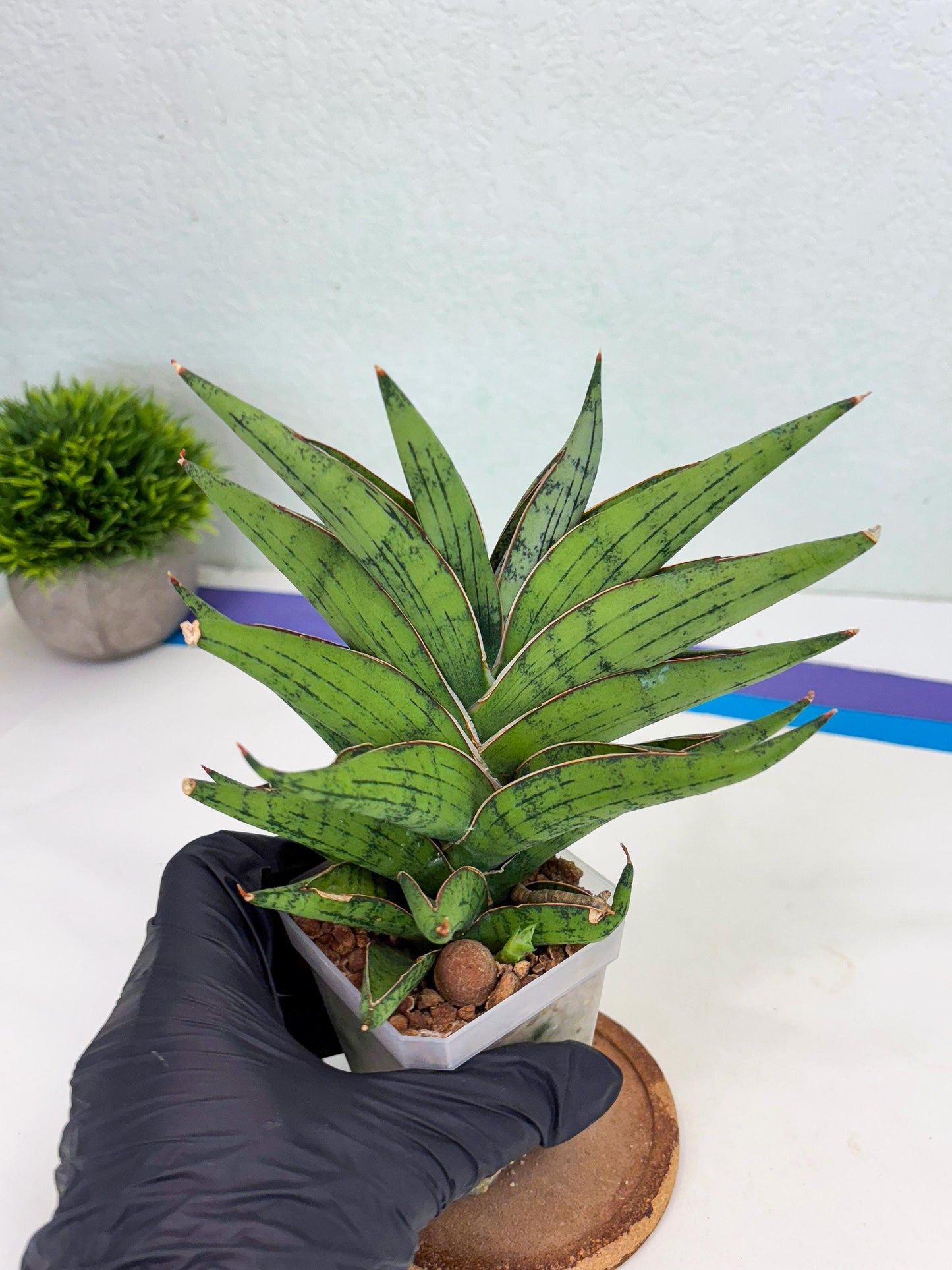 Sansevieria Nonlawee (g1) (4) | Imported Plant