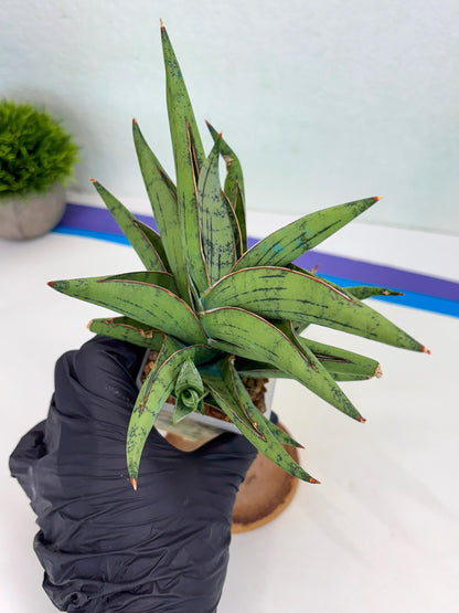 Sansevieria Nonlawee (g1) (4) | Imported Plant
