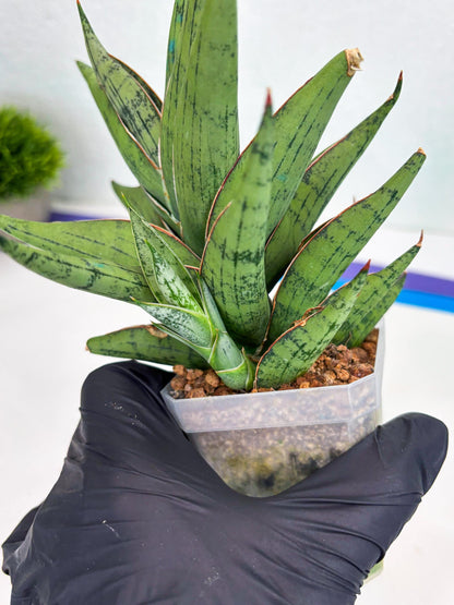 Sansevieria Nonlawee (g1) (4) | Imported Plant