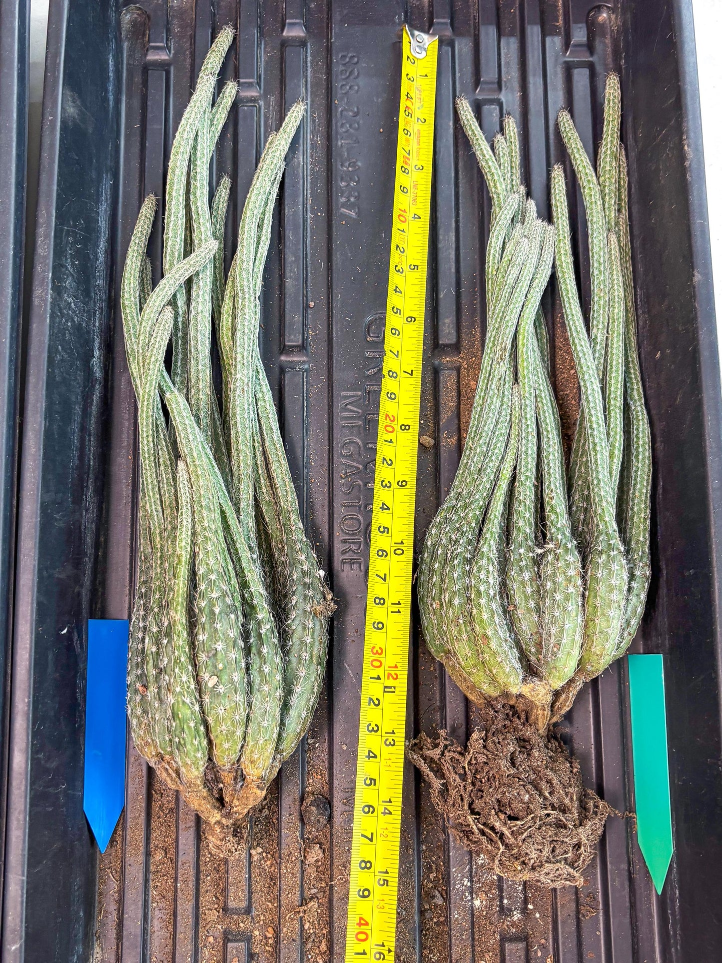 Dahlia Cactus - Wilcoxia poselgeri (Green) | Rare