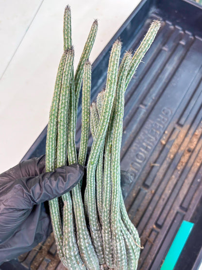 Dahlia Cactus - Wilcoxia poselgeri (Green) | Rare