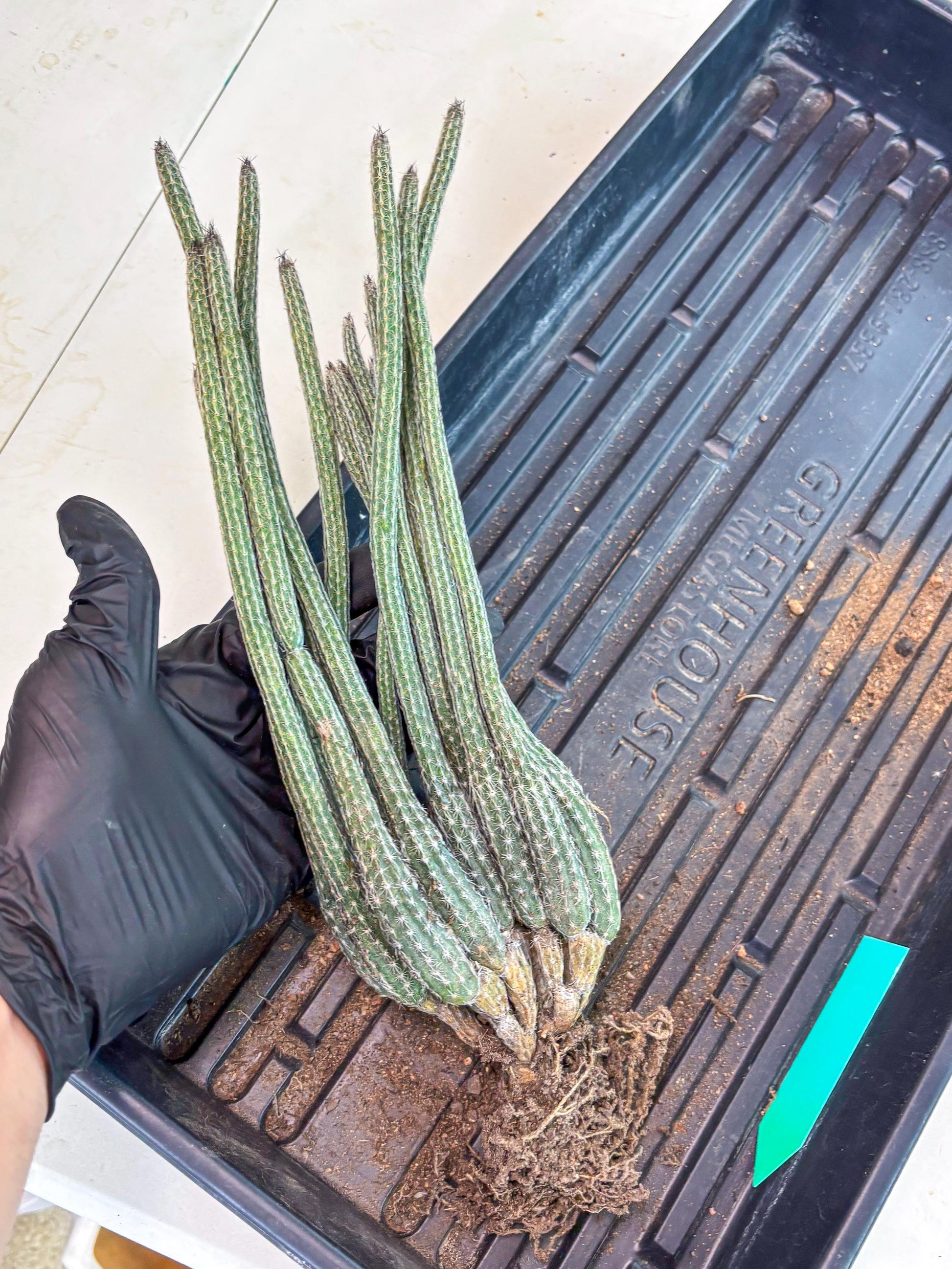 Dahlia Cactus - Wilcoxia poselgeri (Green) | Rare