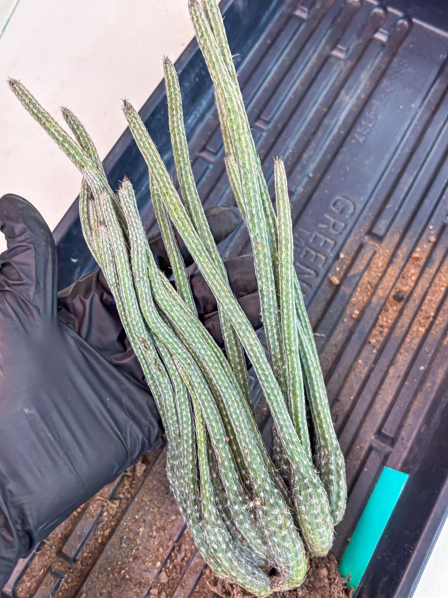 Dahlia Cactus - Wilcoxia poselgeri (Green) | Rare