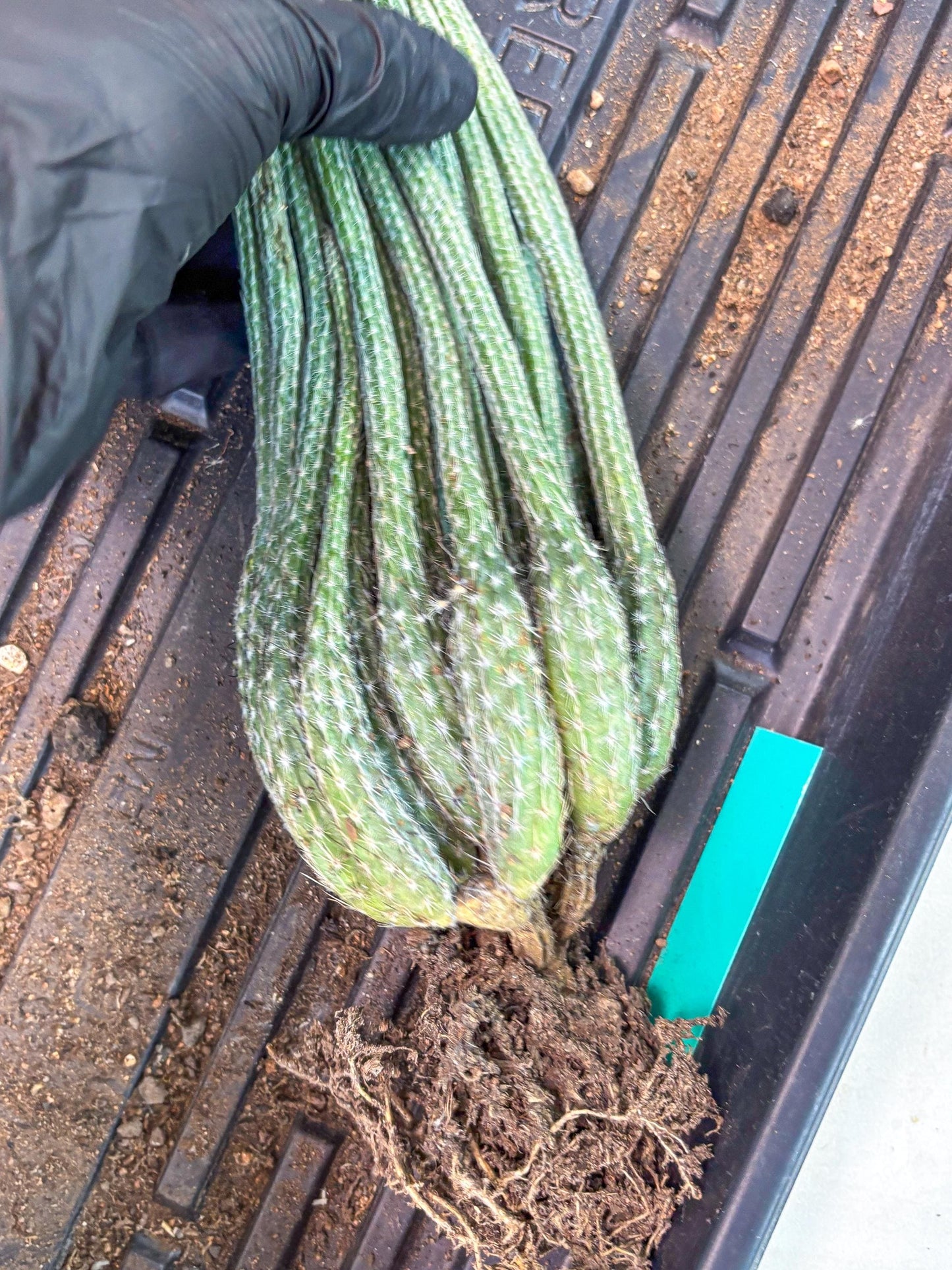 Dahlia Cactus - Wilcoxia poselgeri (Green) | Rare