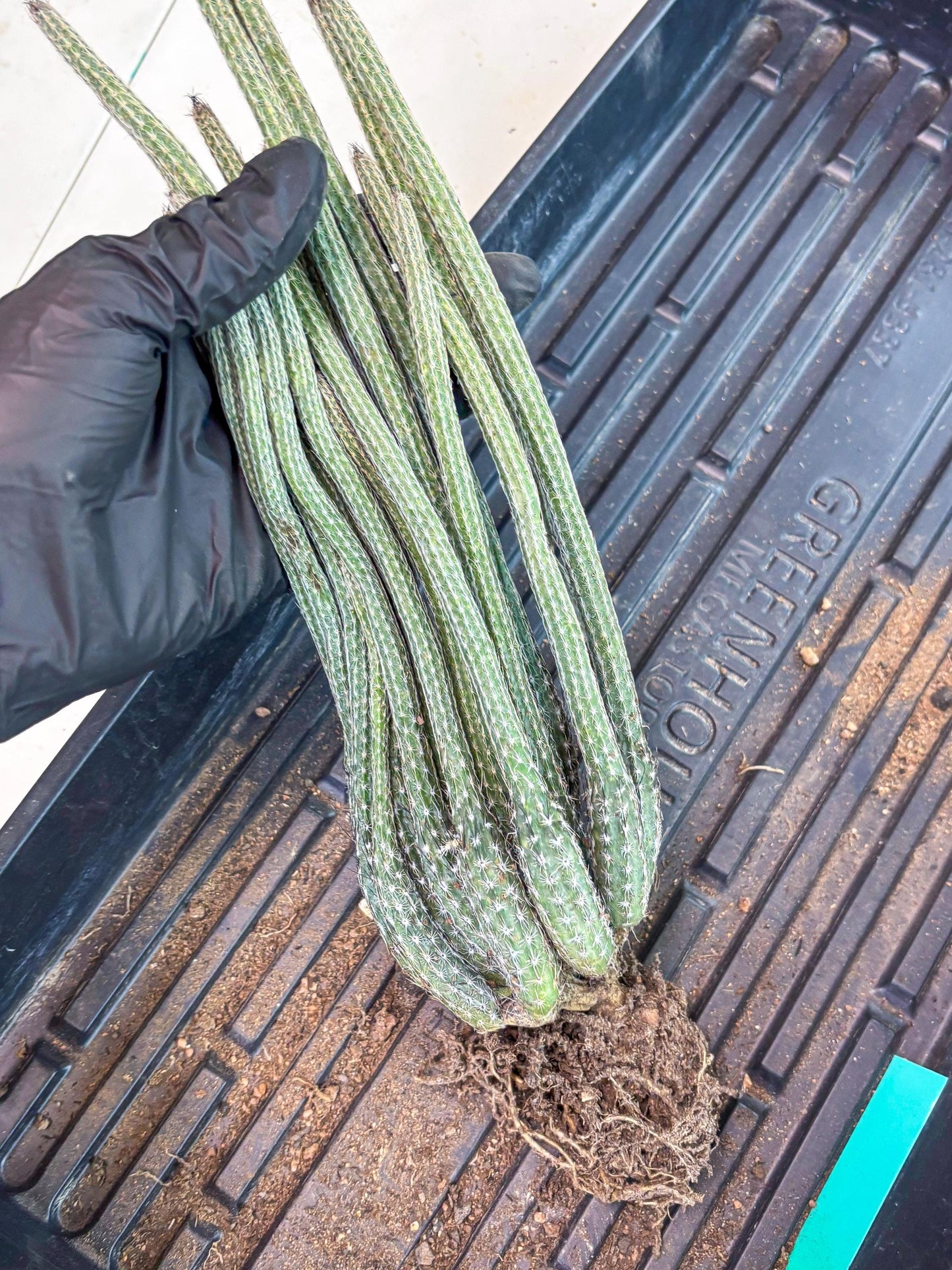 Dahlia Cactus - Wilcoxia poselgeri (Green) | Rare