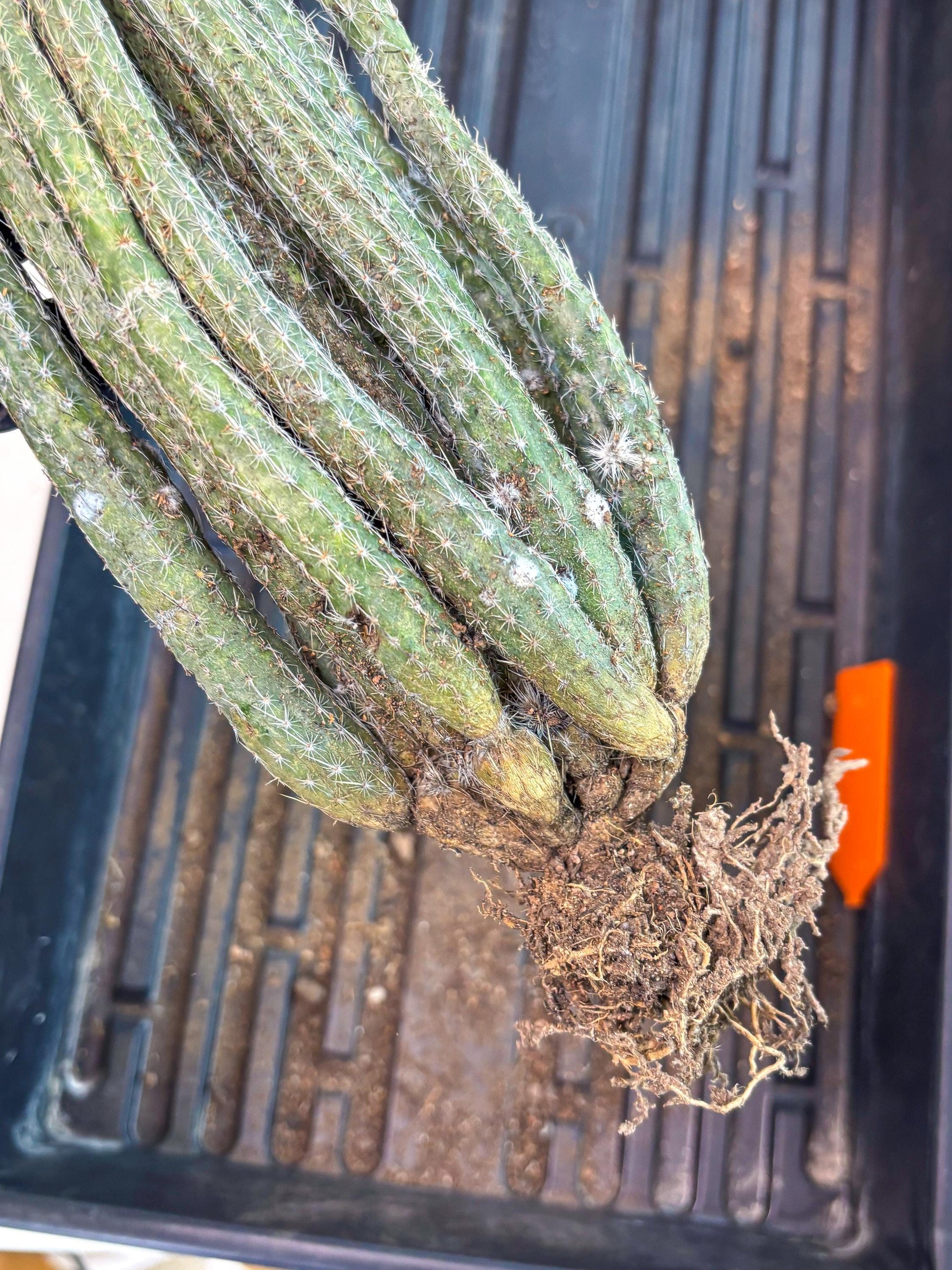 Dahlia Cactus - Wilcoxia poselgeri (Orange) | Rare