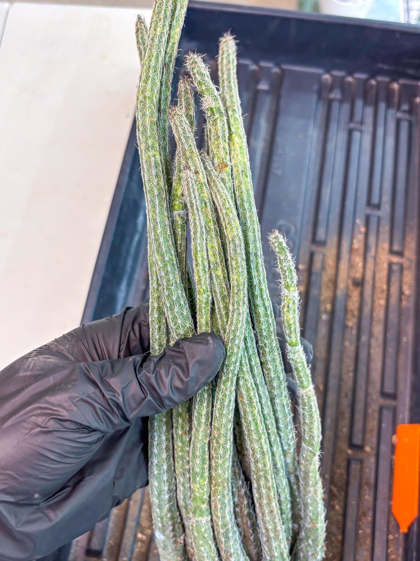 Dahlia Cactus - Wilcoxia poselgeri (Orange) | Rare