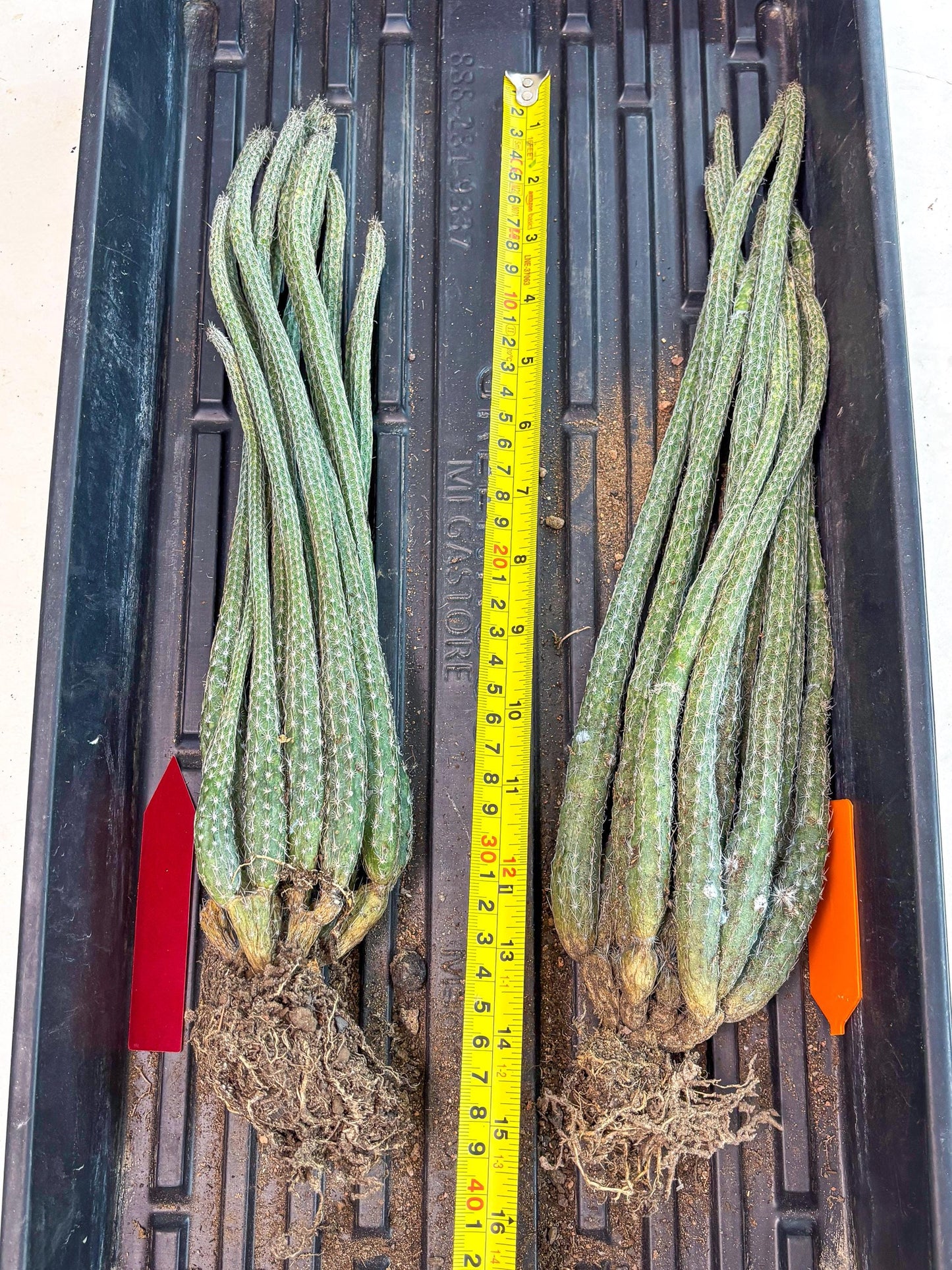 Dahlia Cactus - Wilcoxia poselgeri (Orange) | Rare