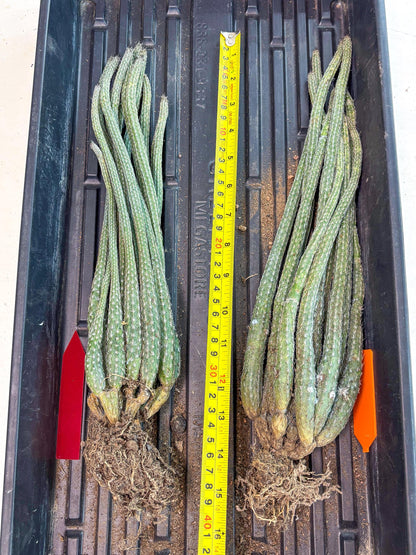 Dahlia Cactus - Wilcoxia poselgeri (Orange) | Rare