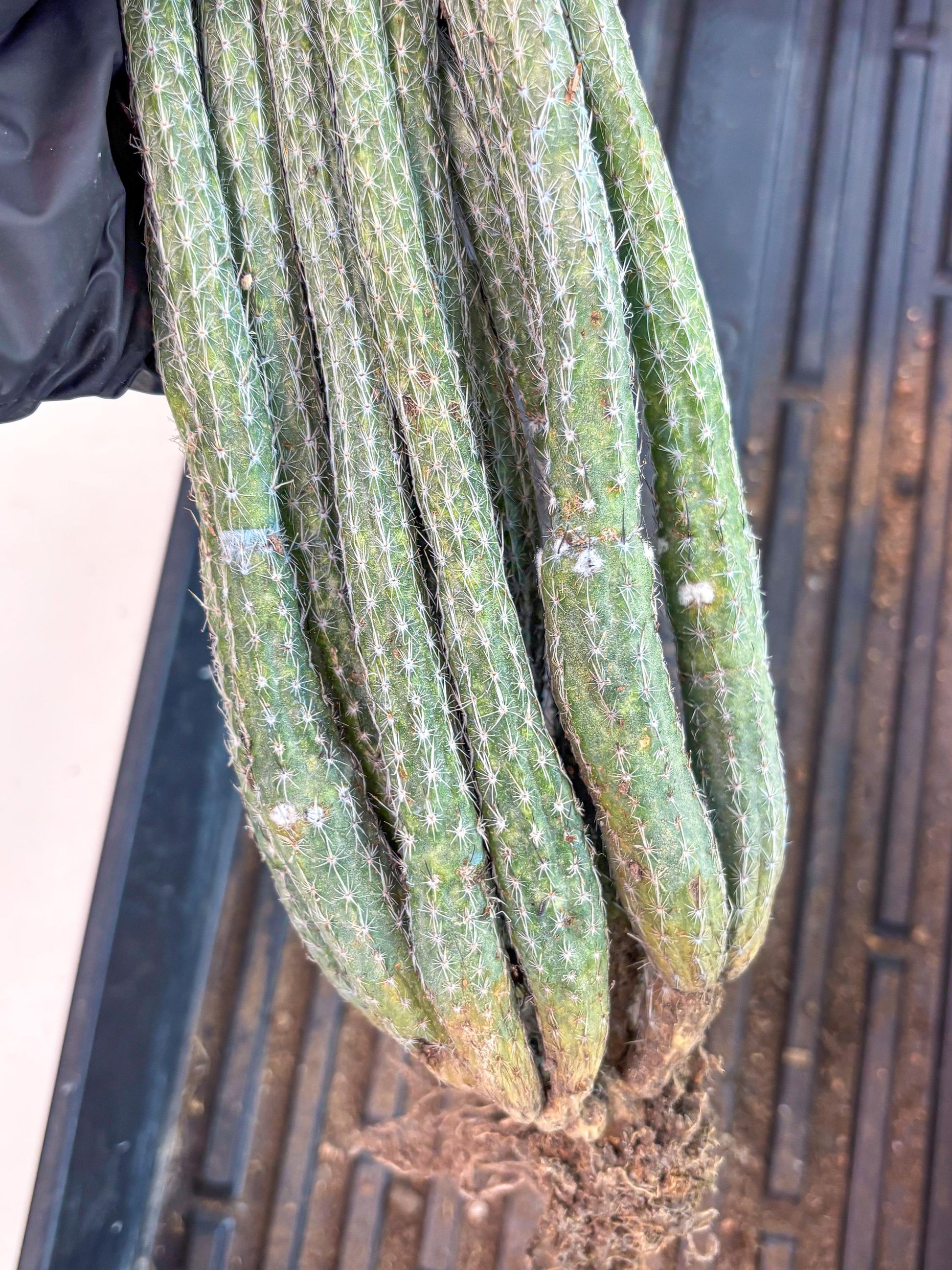 Dahlia Cactus - Wilcoxia poselgeri (Orange) | Rare