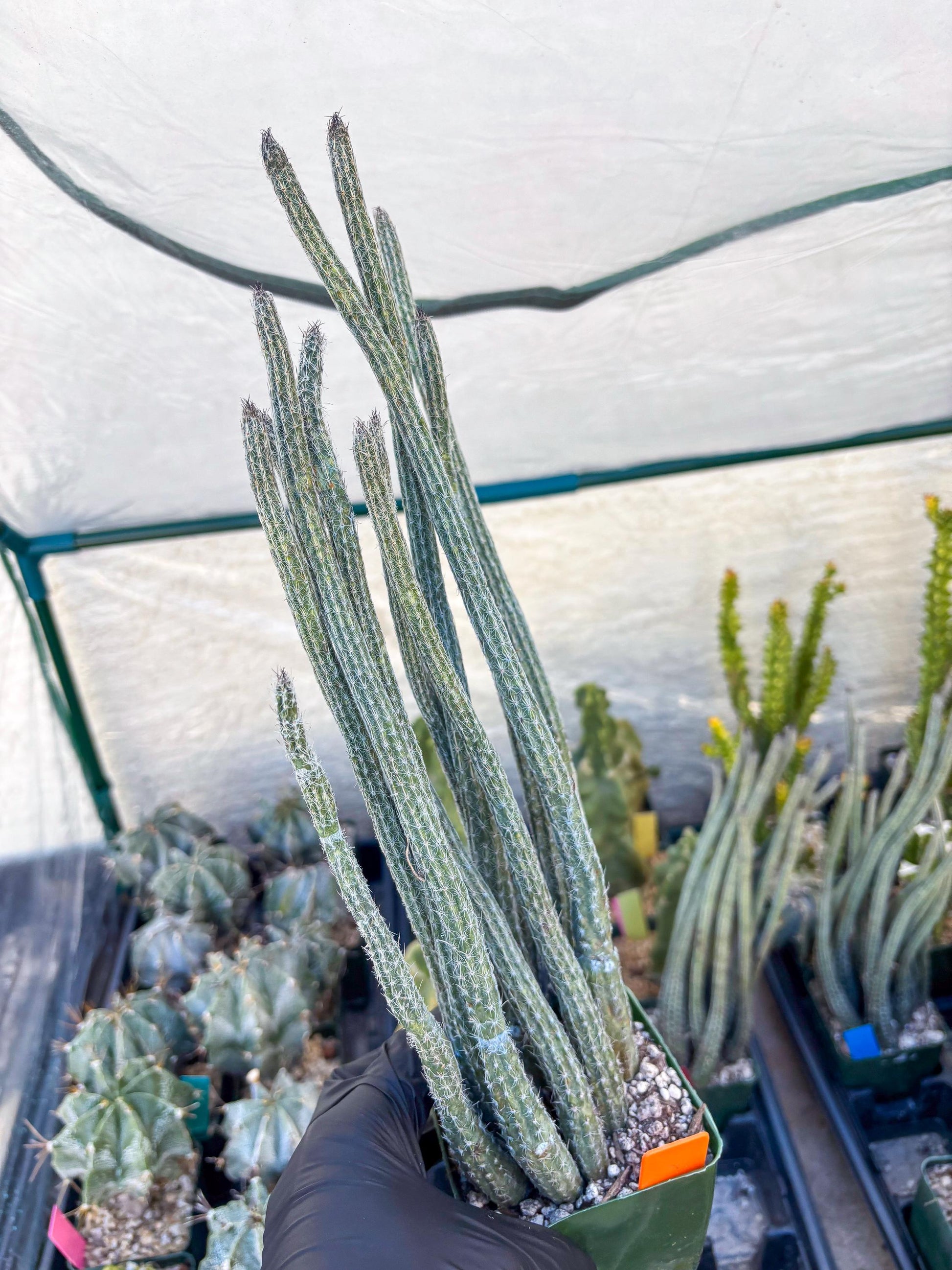 Dahlia Cactus - Wilcoxia poselgeri (Orange) | Rare