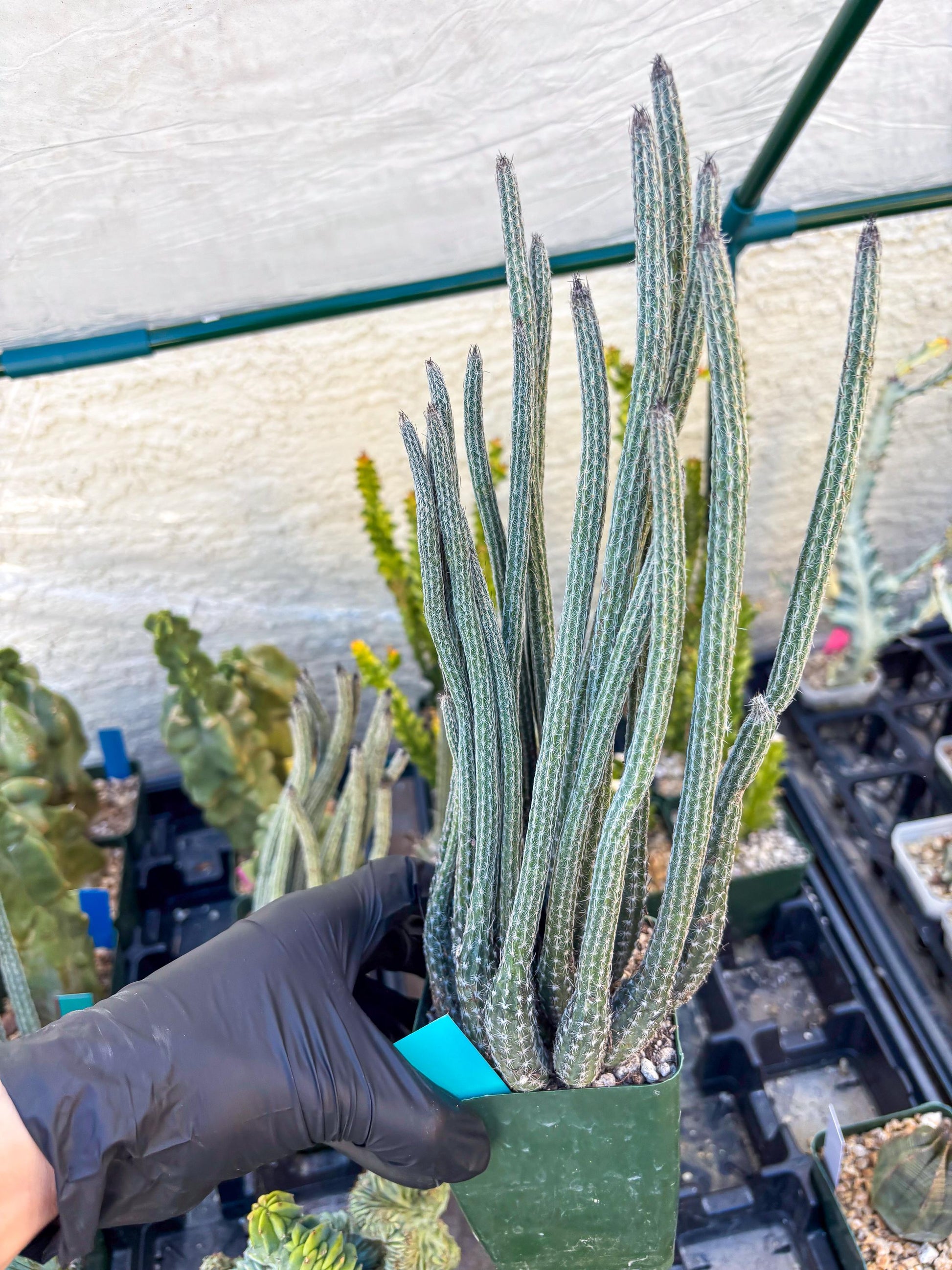 Dahlia Cactus - Wilcoxia poselgeri (Green) | Rare