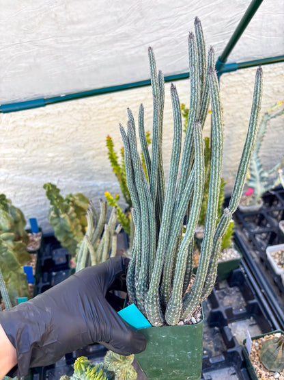 Dahlia Cactus - Wilcoxia poselgeri (Green) | Rare