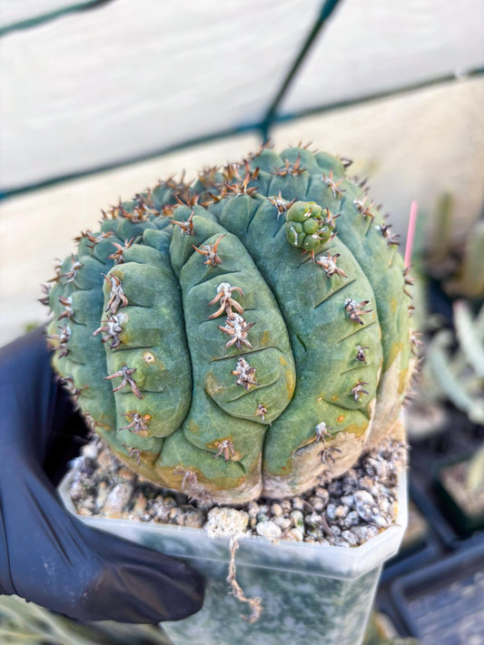 Gymnocalycium spegazzinii v.unguispinum (Pink) | Imported Cactus
