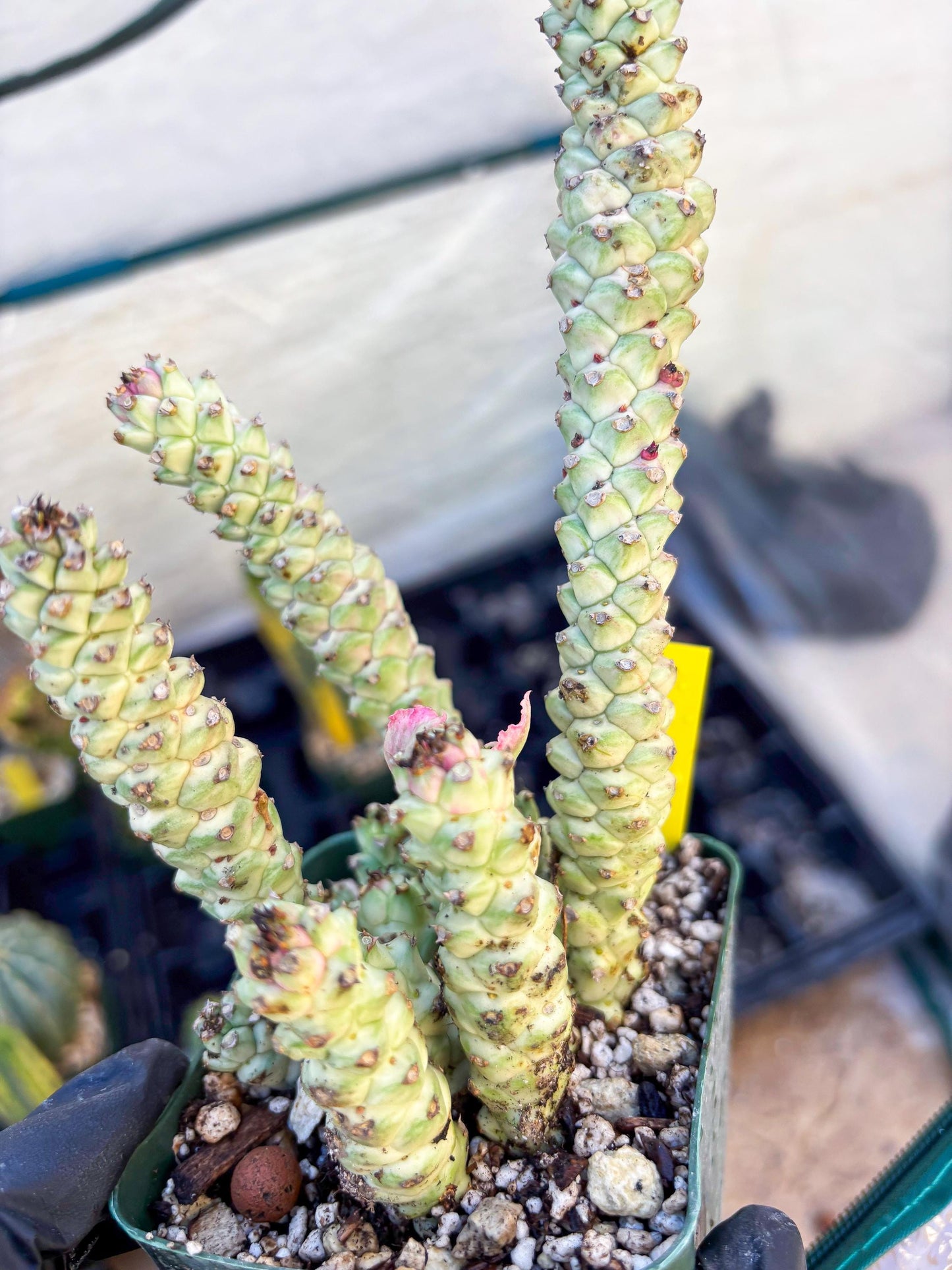 Variegated Euphorb Heteropodum Cluster (yellow) | Rare Plant