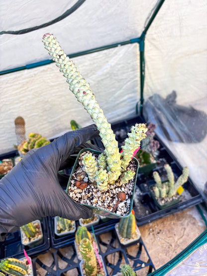 Variegated Euphorb Heteropodum Cluster (pink) | Rare Plant