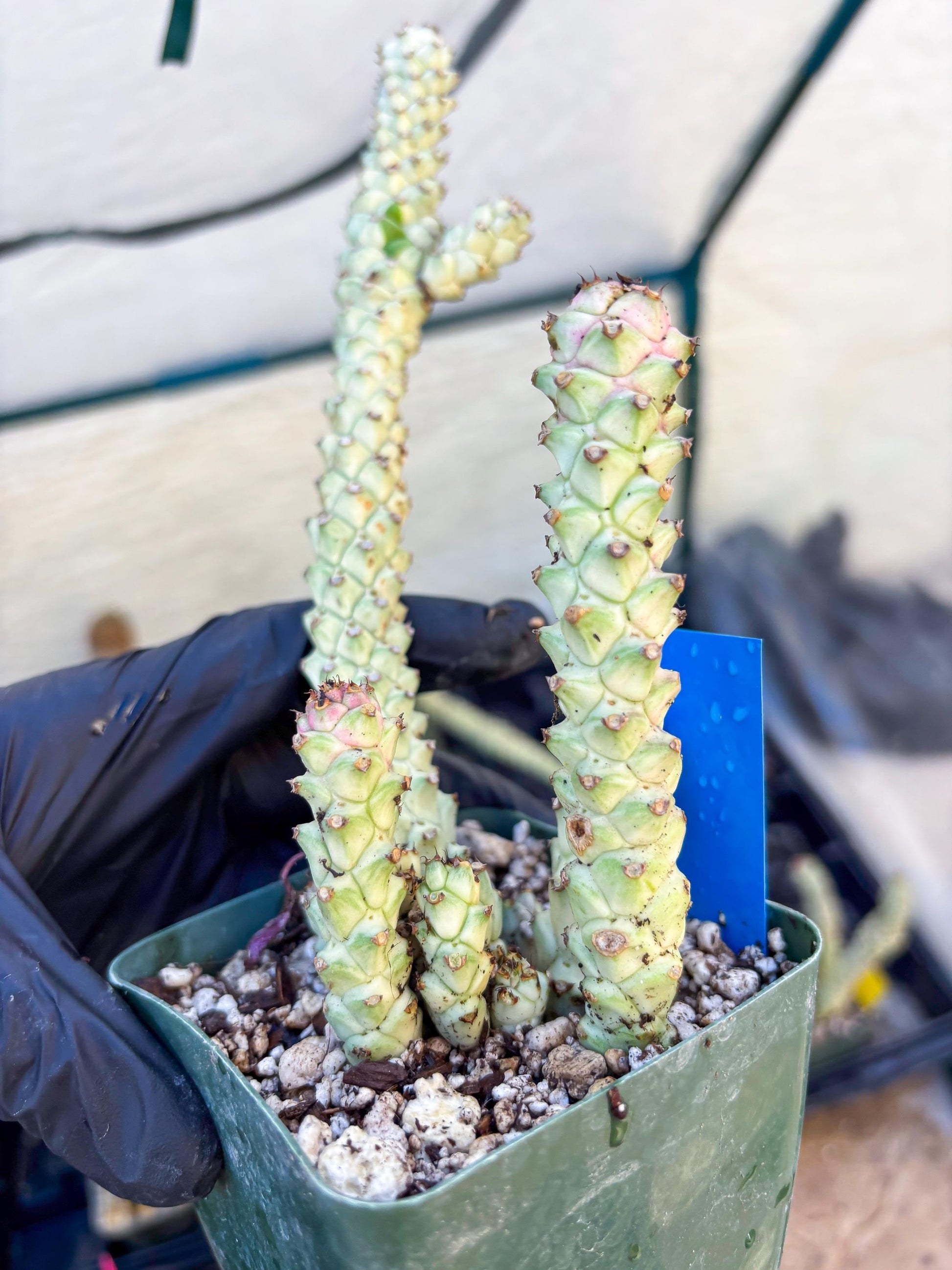 Variegated Euphorb Heteropodum Cluster (blue) | Rare Plant