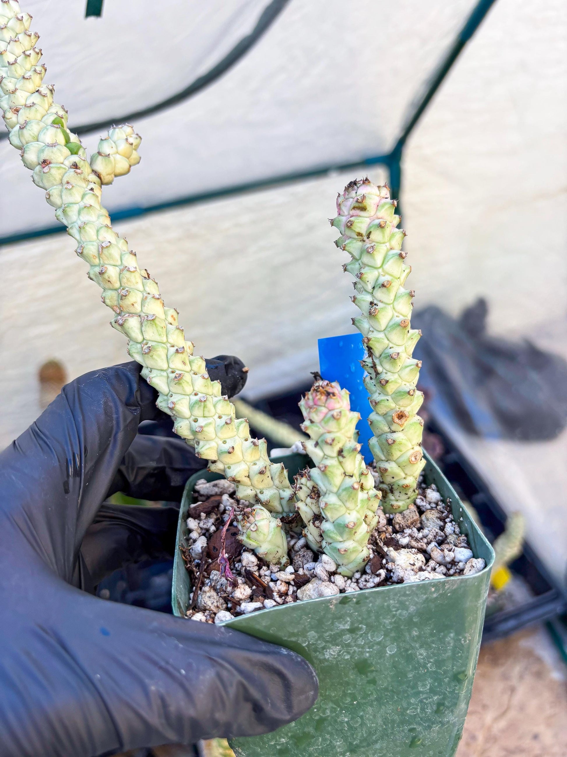 Variegated Euphorb Heteropodum Cluster (blue) | Rare Plant
