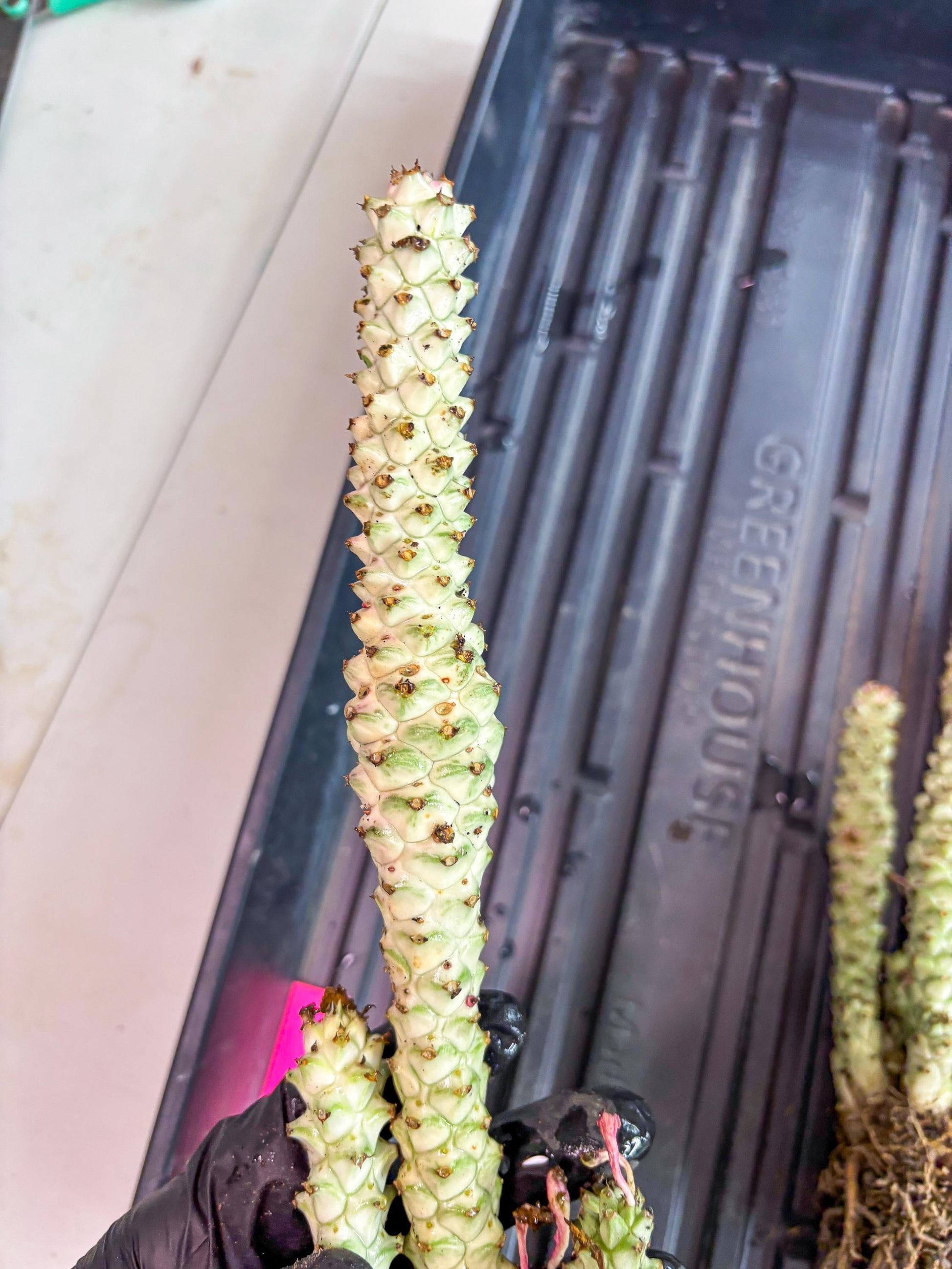 Variegated Euphorb Heteropodum Cluster (pink) | Rare Plant