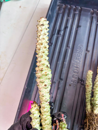 Variegated Euphorb Heteropodum Cluster (pink) | Rare Plant