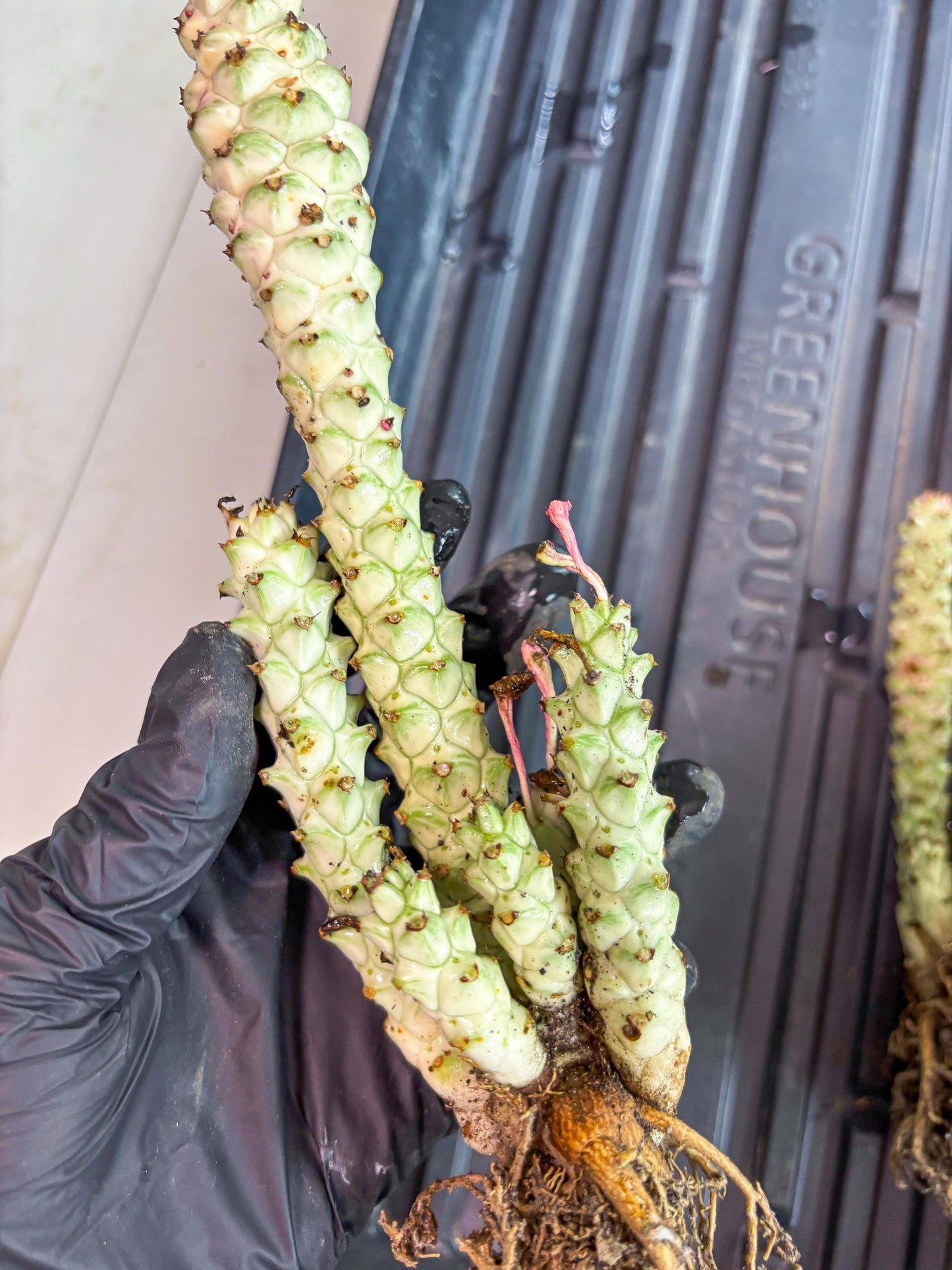 Variegated Euphorb Heteropodum Cluster (pink) | Rare Plant