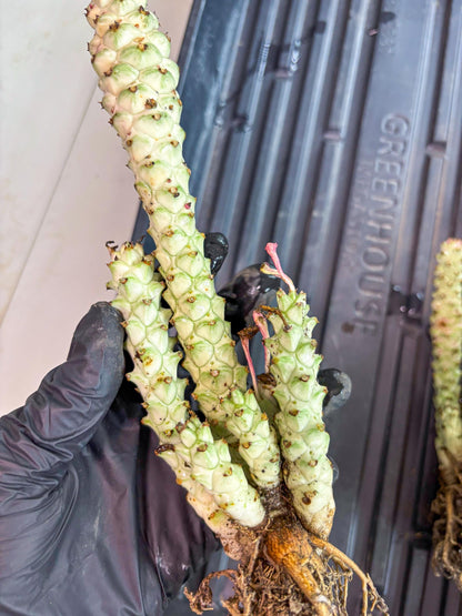 Variegated Euphorb Heteropodum Cluster (pink) | Rare Plant