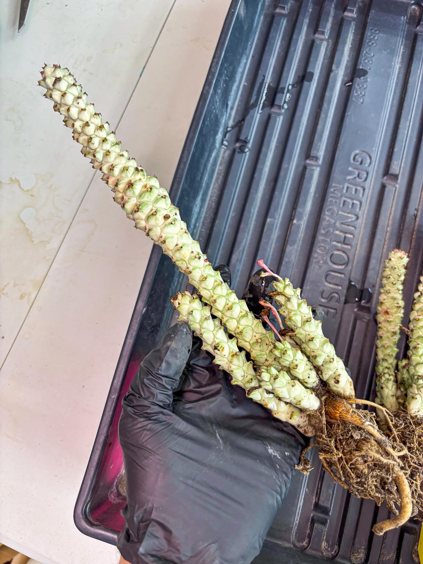 Variegated Euphorb Heteropodum Cluster (pink) | Rare Plant